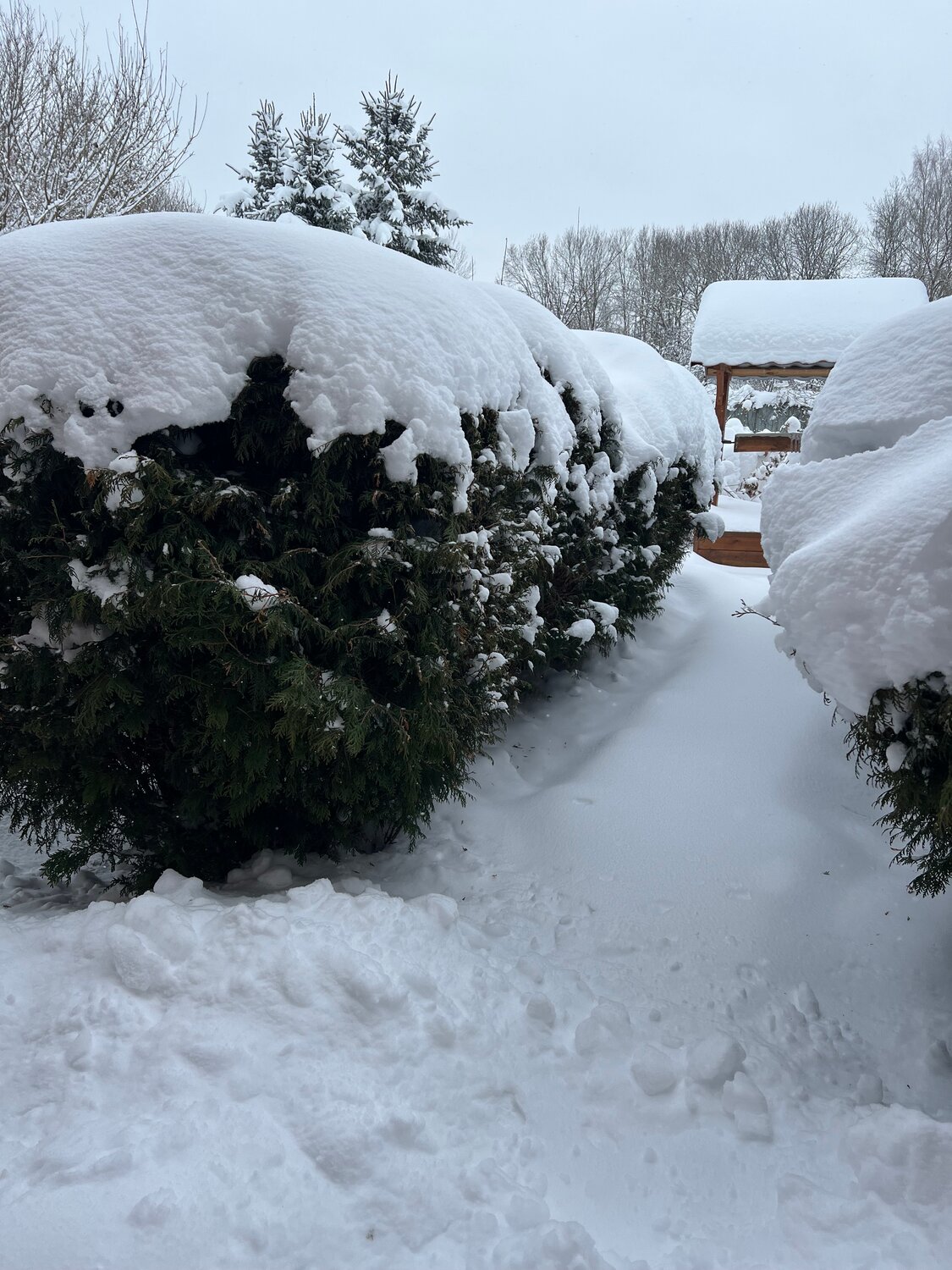 snow winter, ��������, ����������, �������������� ��������, snow snow