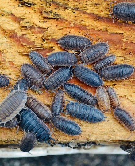 �������������� ������, porcellio laevis scaber, �������������� armadillidium vulgare, �������������� ����������������, �������������� ��������������