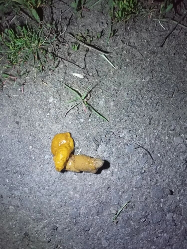 banana slug, dog poop, ������������������ ������������, ��������������, ������������������ ����������������