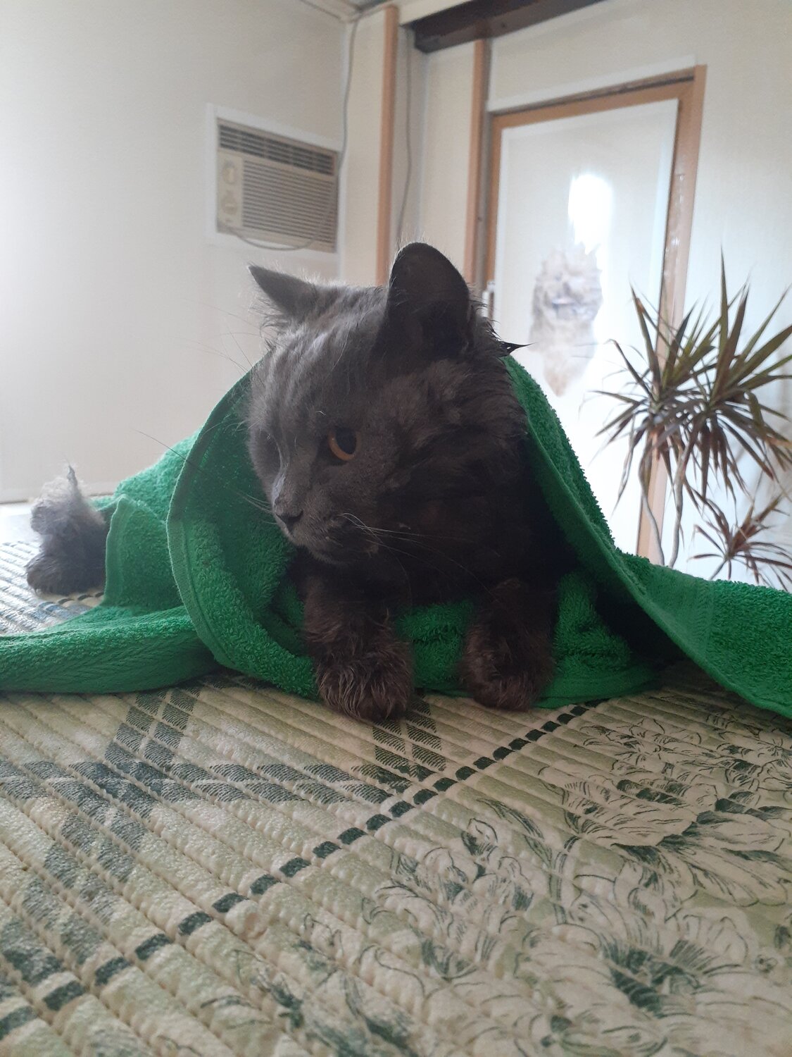 кот, кошка, котик, кошечка, пушистый котенок