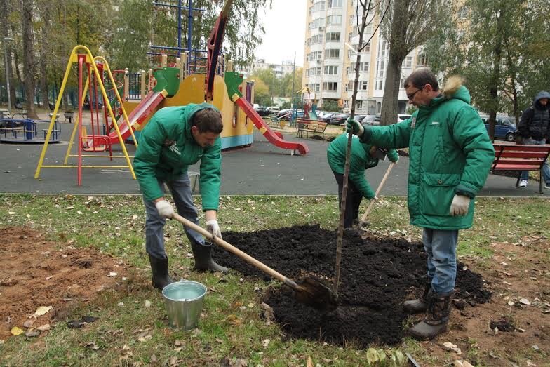 посадка деревьев, высадка деревьев, посадка деревьев в апреле, посадка деревьев профессионалами, посадка деревьев во дворе