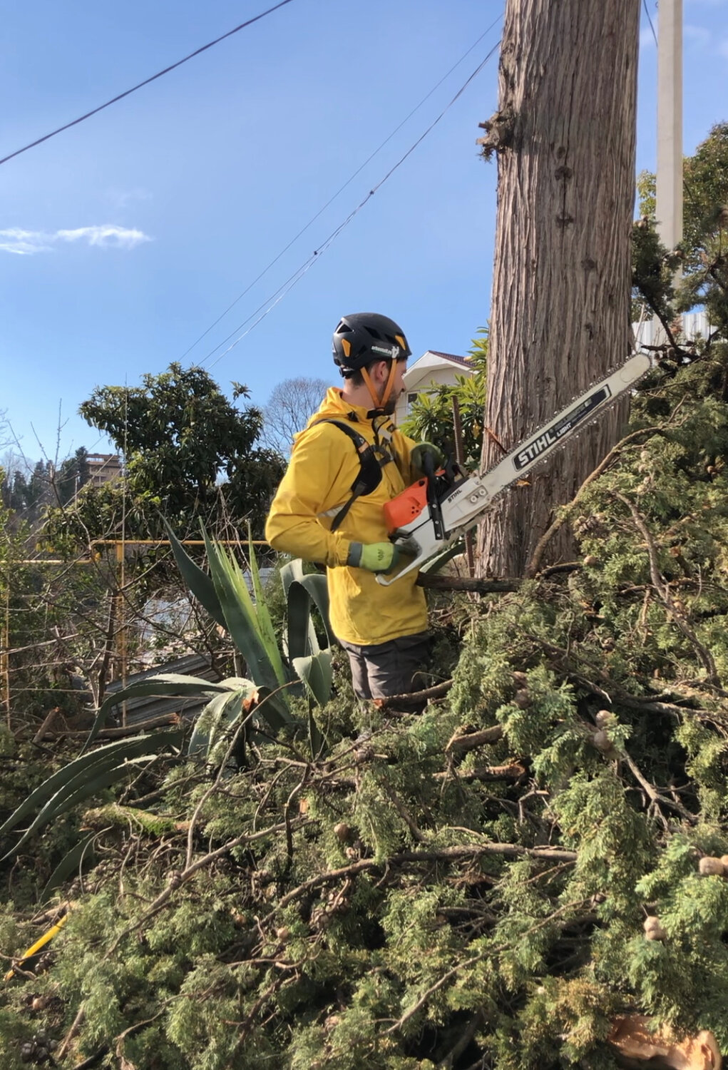 арборист, арборист взбирается на дерево, арбористика tree climbing, валка деревьев, обрезка деревьев