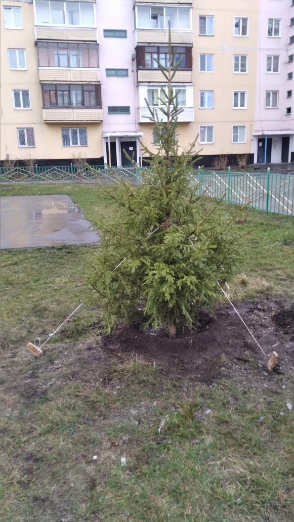 ель, новогодняя ель, ель обыкновенная, ель голубая, елка живая