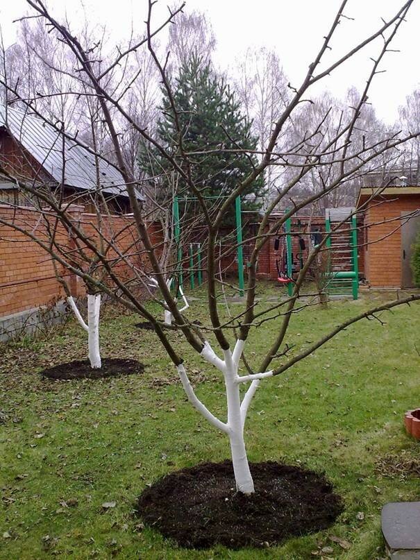 Как должна выглядеть яблоня