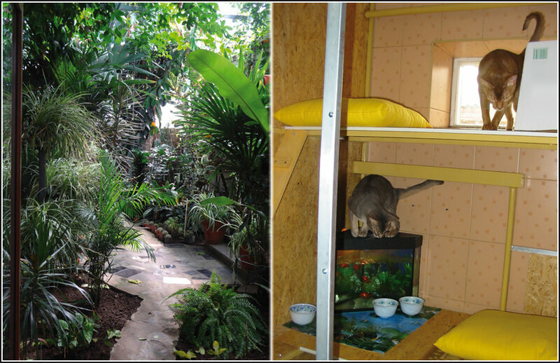 cats dream hotel гостиница для кошек, животное, домашние животные, животные, кошачьи
