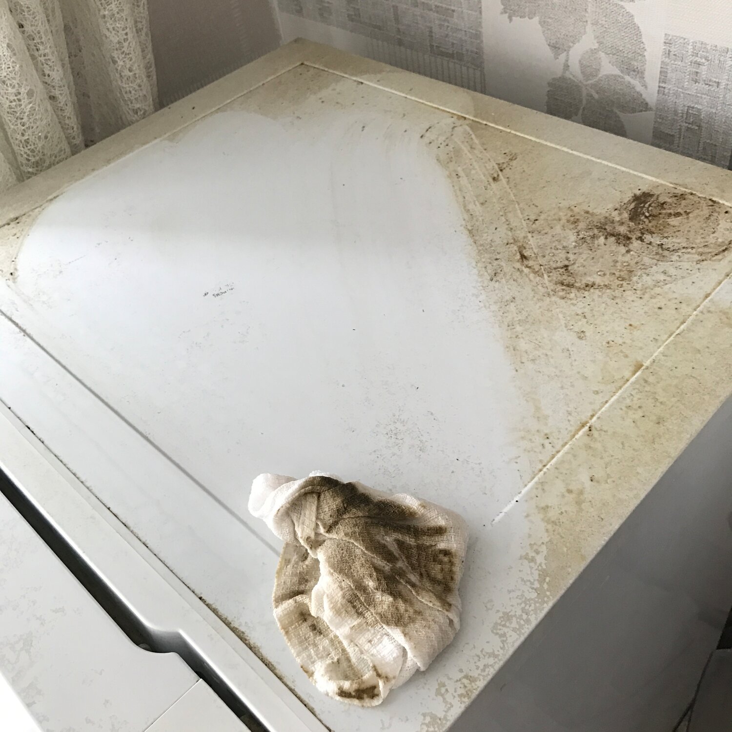 cat, кот, след стопы христа на елеонской горе, грязна, животное