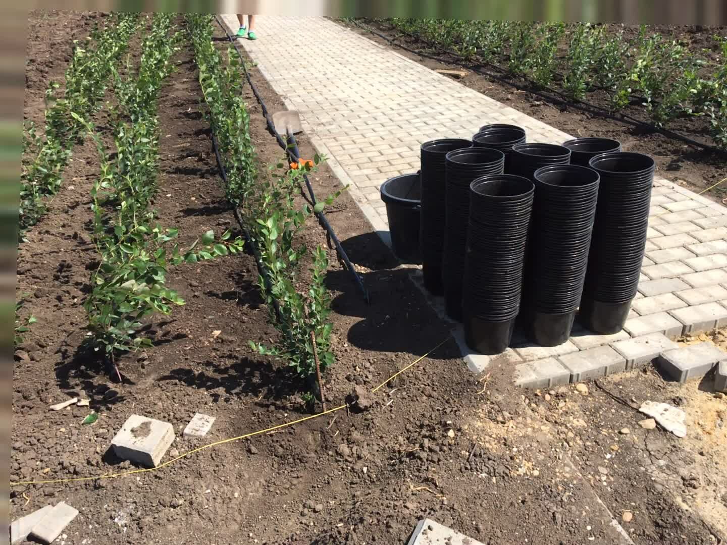 ограждение для грядок, полив почвы перед посадкой огурцов, капельное орошение, виноград на вулканической почве, саженцы