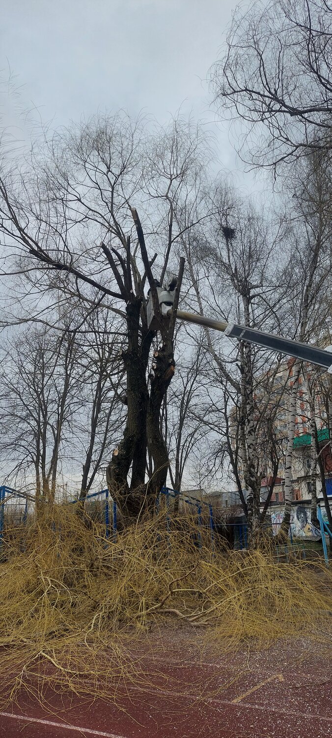 дерево, обрезка деревьев, ветка дерева, спил дерева, засохшее дерево