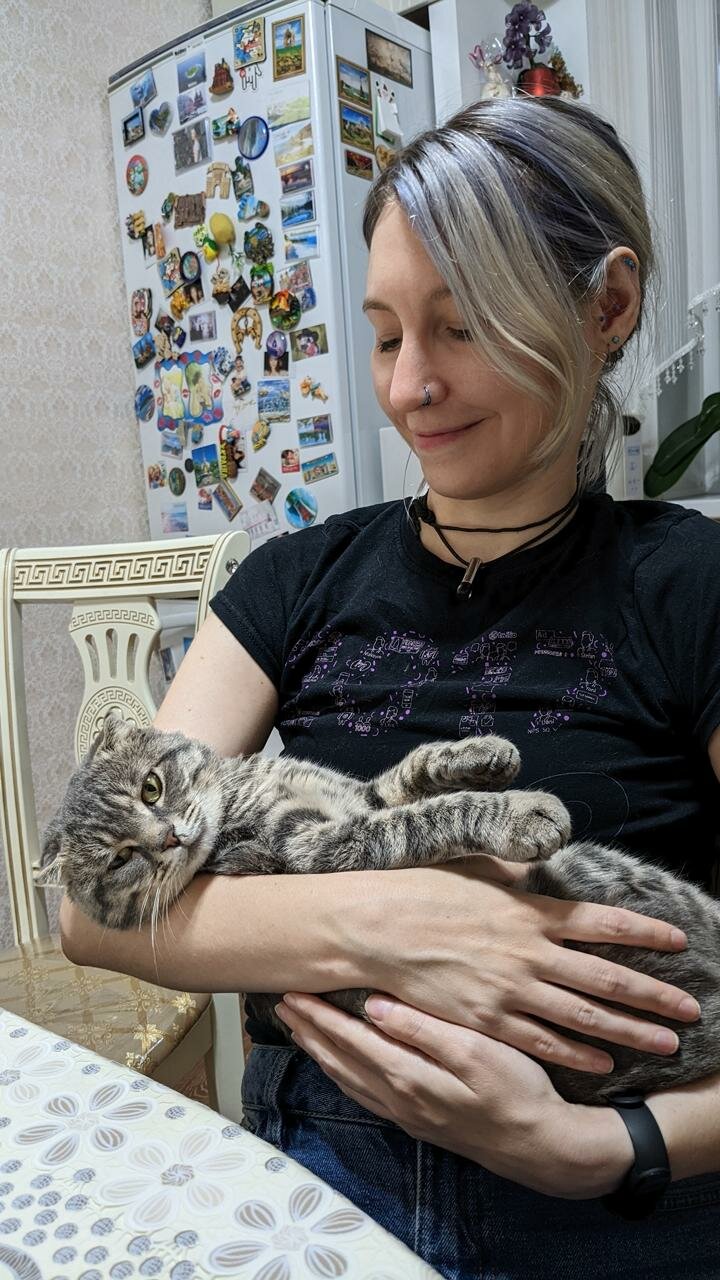 кошка скоттиш фолд, кот, кошка бенгал, котик, шотландская кошка
