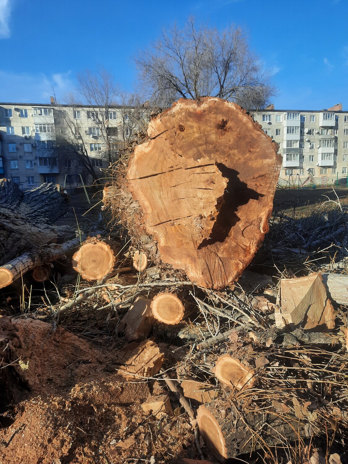 дерево спил, спиленное дерево, большие деревья, вырубка деревьев, деревья на участке