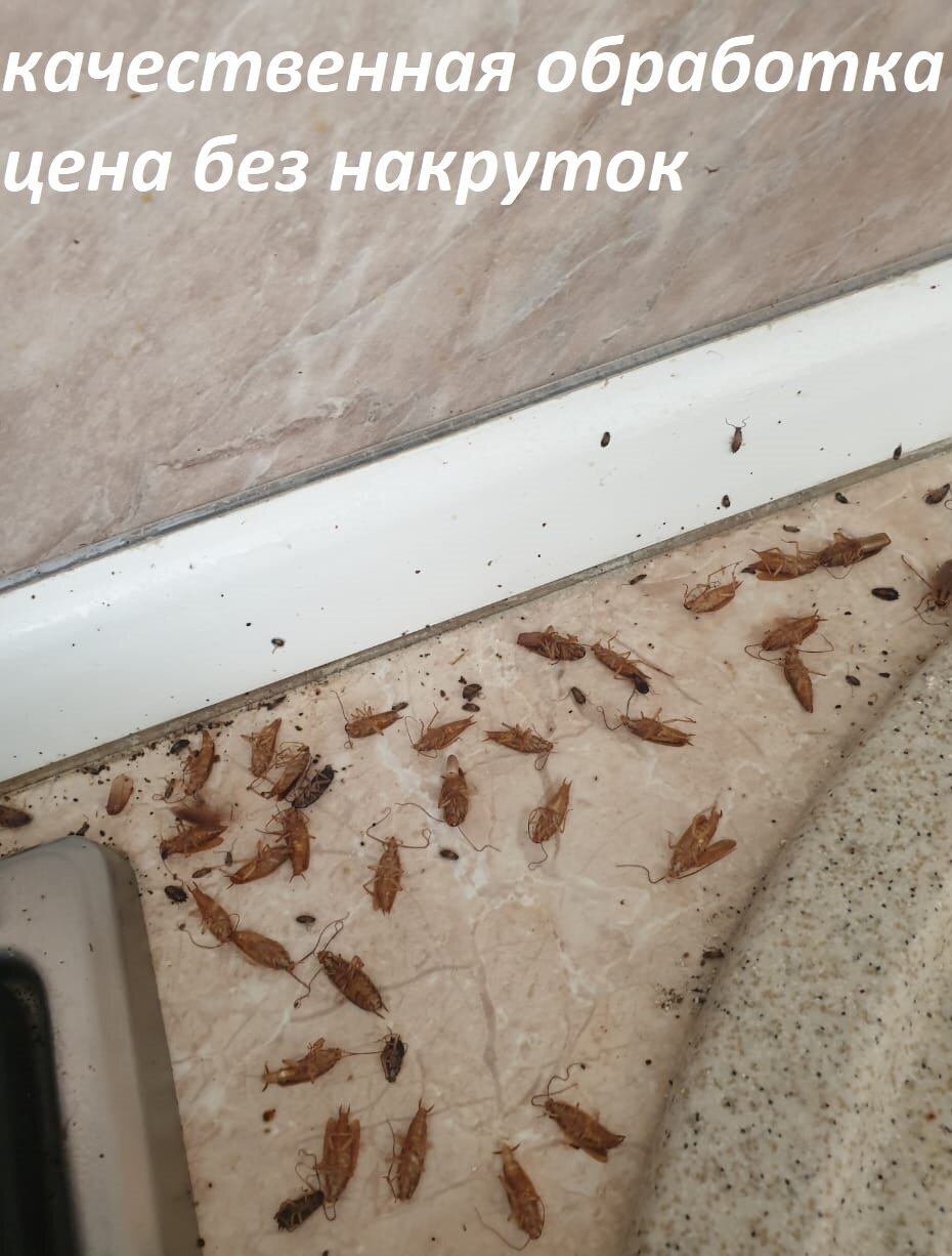 клопы и тараканы, таракан в квартире, таракан в доме, таракан, гнезда тараканов в квартире
