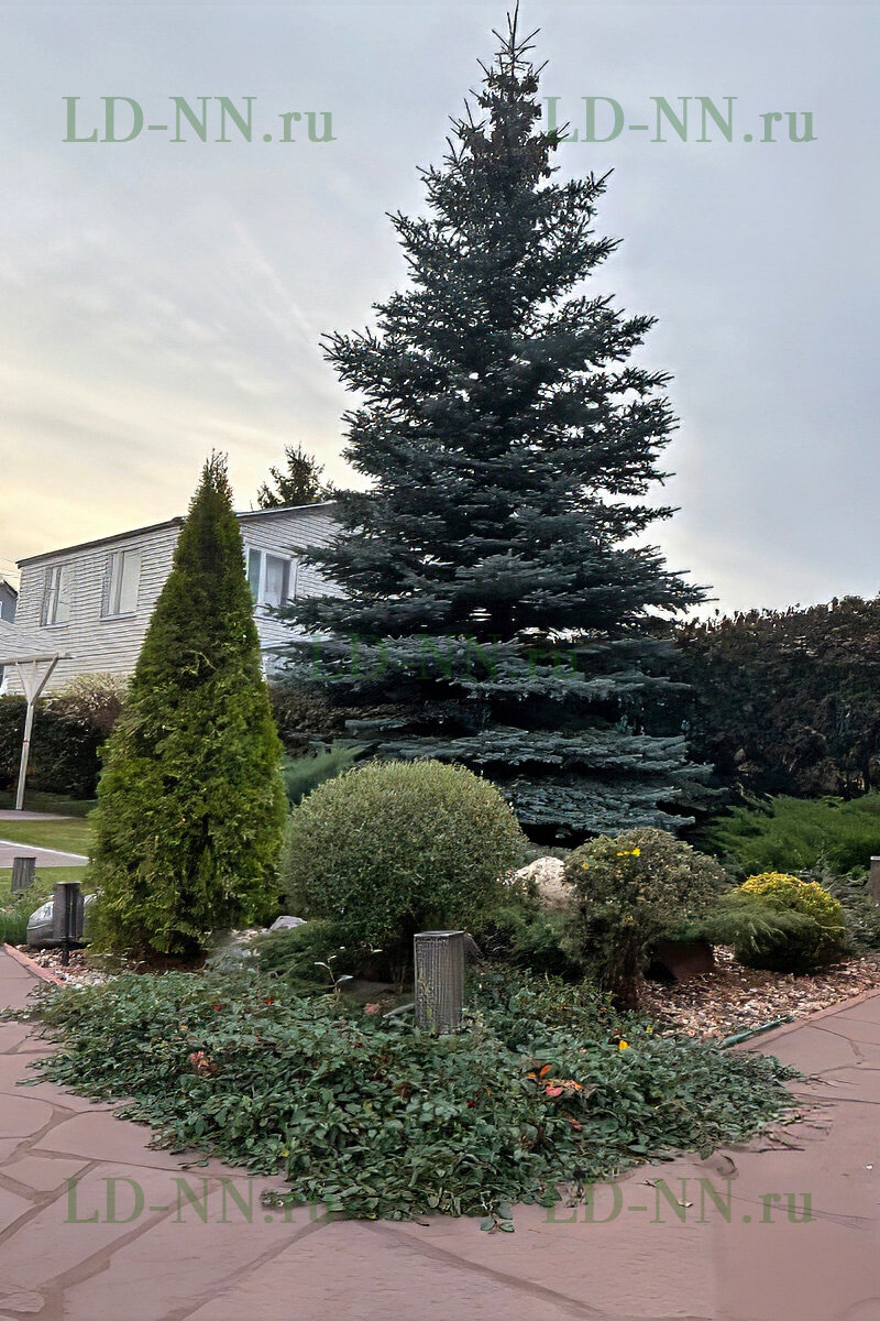 ������ �������������� picea pungens, ������ �������������� ������������, �������������� ������ ������������, �������������� ������, �������������� ������ �� ���������������������� ��������������