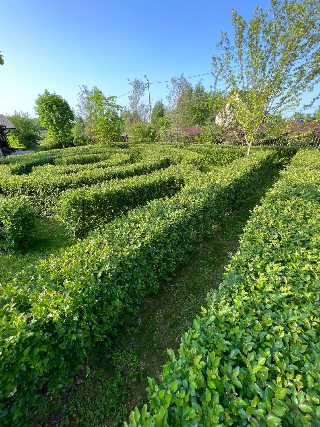 ������������ ���������� ����������������, buxus sempervirens ����������������, ���������������� ���������� ����������������, ��������, ����������������