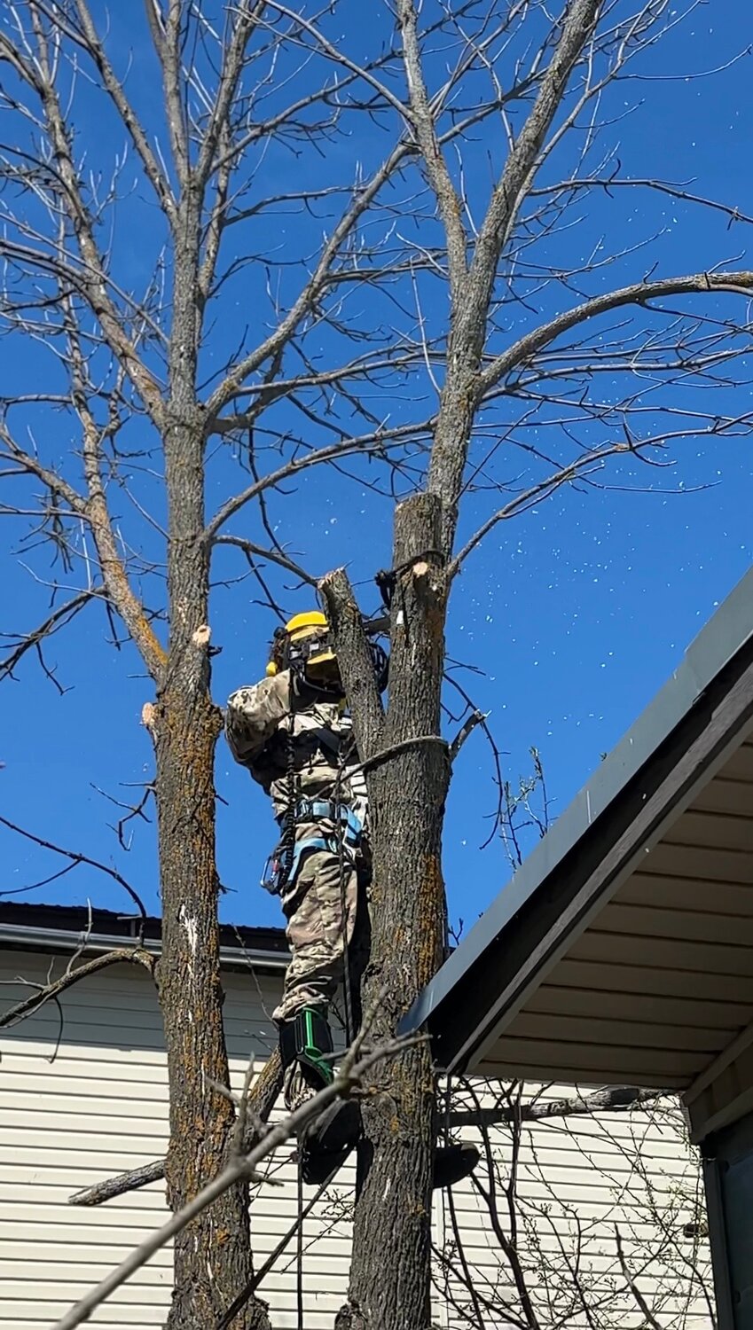 tree removal, �������������� ������������, ������������������������ ����������������, �������������������� ����������������, ���������������������� �������� ����������������