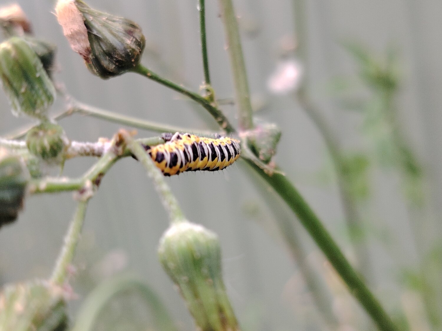 black swallowtail caterpillar, swallowtail caterpillar ����������������, ������������ ���������������� �� ��������������, cucullia lactucae ����������������, �������������� ����������������