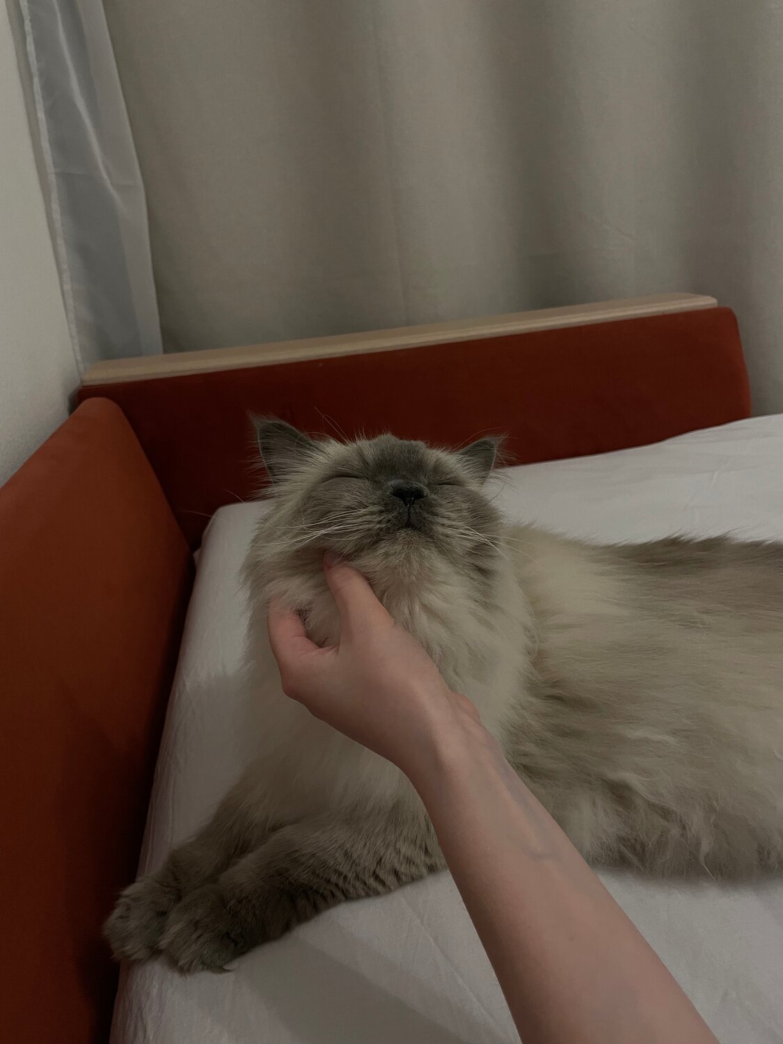 ragdoll cat, ���������������������������� ������������, ������, ���������� ����������, �������������� ��������