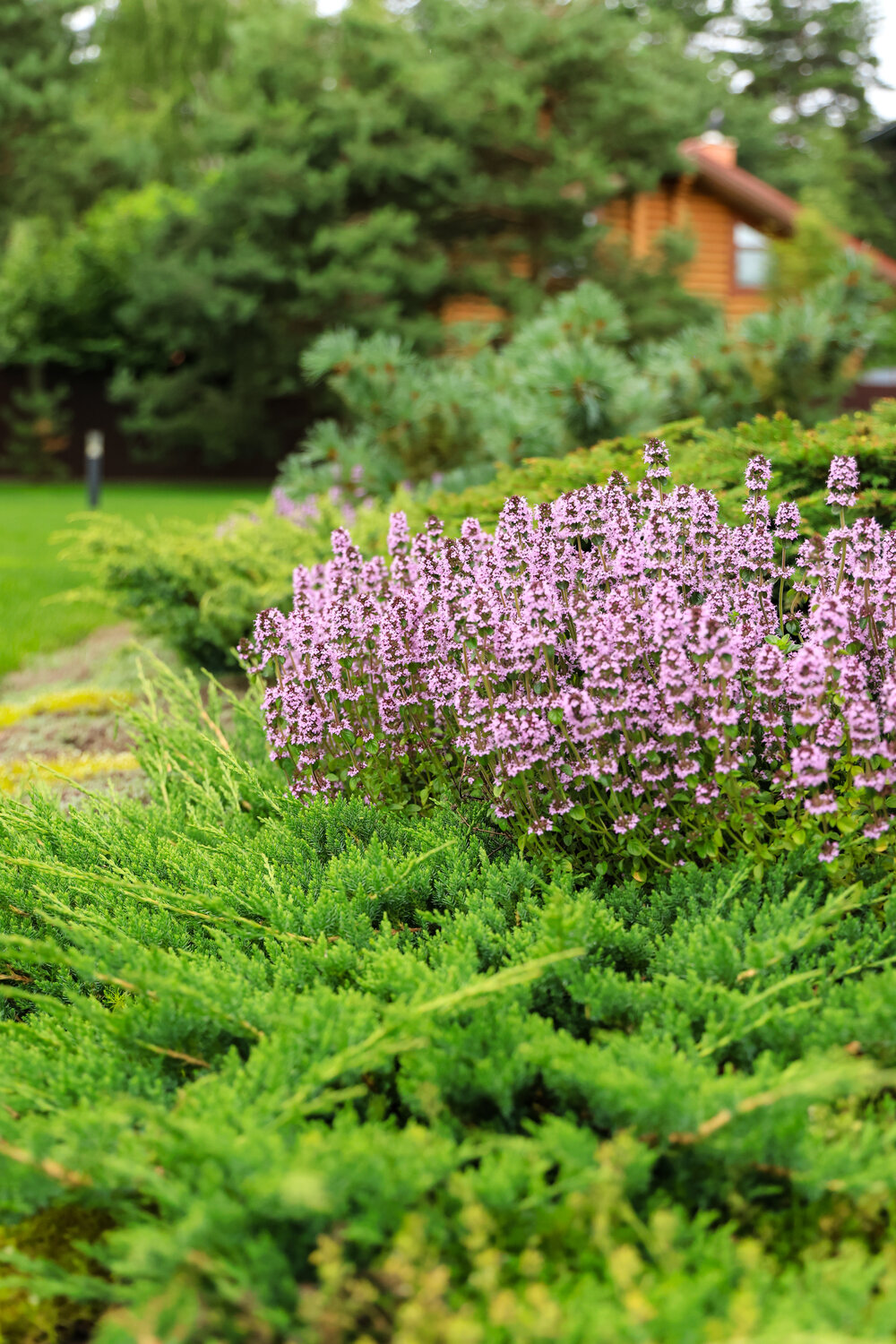 ������������ ���������������� (thymus serpyllum), ������������ ����������������, ������������ ���������������� ����������������������, ������������ ���������������� ������������, ������������ ���������������� ����������