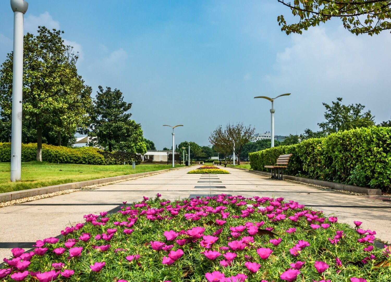 �������� ��, flower garden, ����������, �������� ����������������, magnolia plantation and gardens