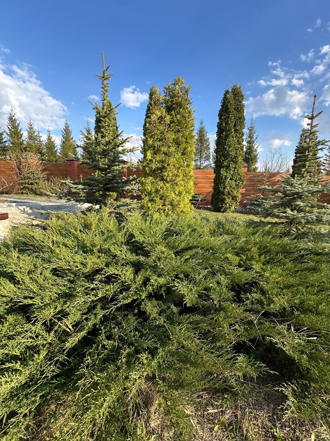 ������ ����������������, ������ ���������������� ������������ ��������������, thuja occidentalis, ������������������������ ���������������� ����������������������, ������������ �������������� ������