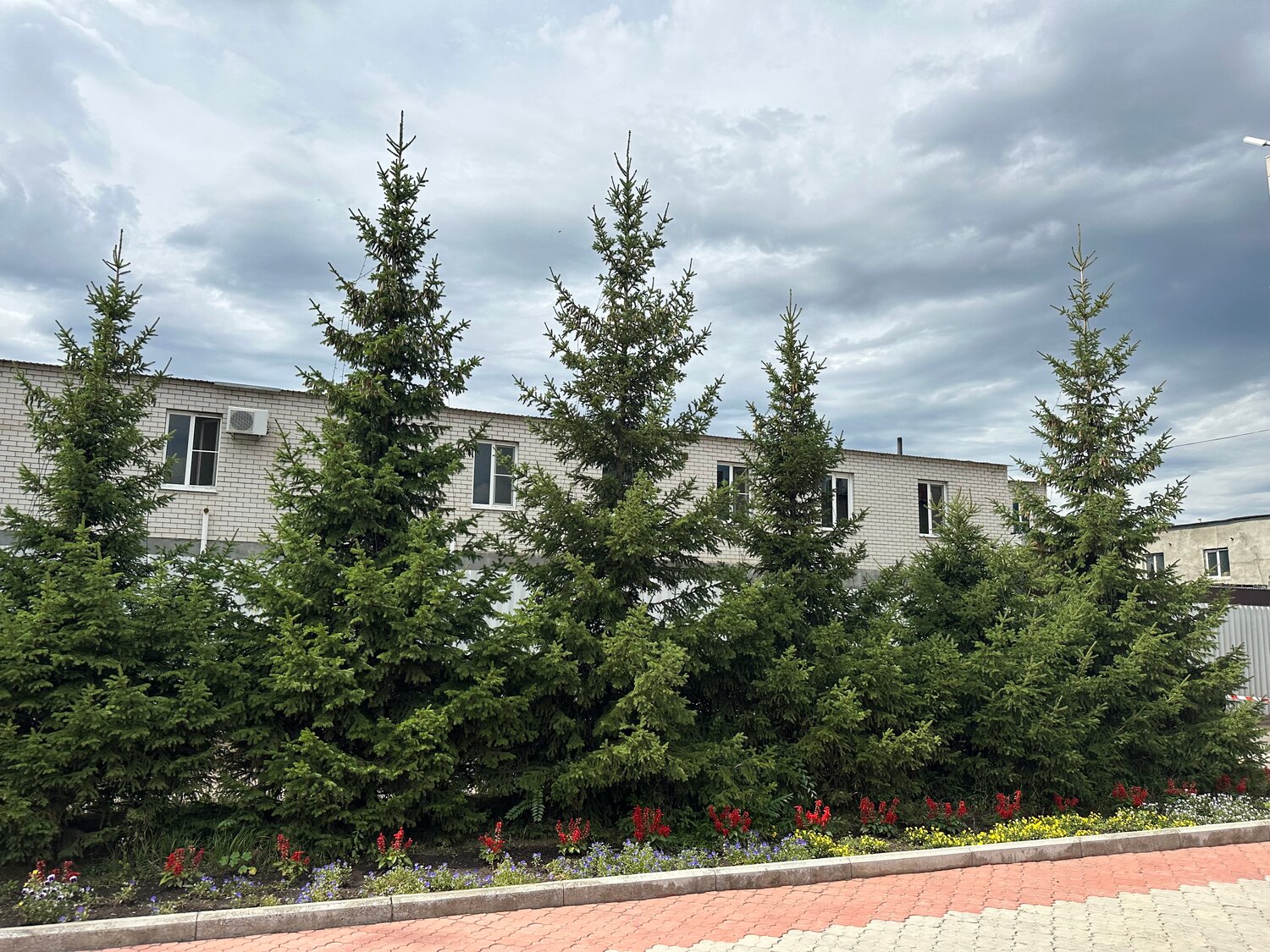 ������ ������������������ picea orientalis, ������, �������������� ����������������, ������ ����������, ������������