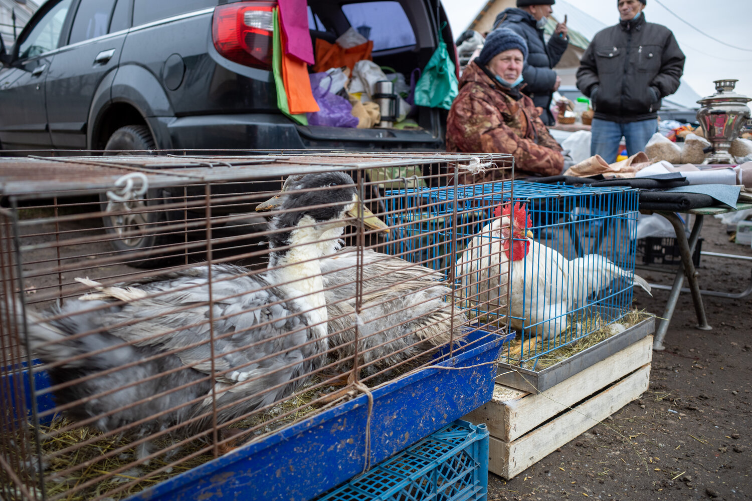 голуби на птичьем рынке, птичий рынок ташкент, птичий рынок, птичий рынок голубиный рай, домашние животные