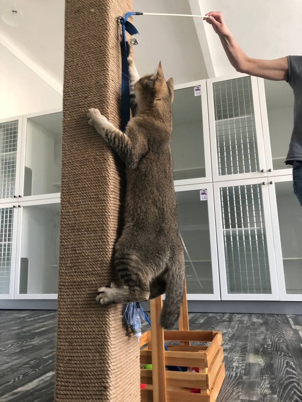 кот карабкается, кошка домашняя, кот, кошка, кошка большая