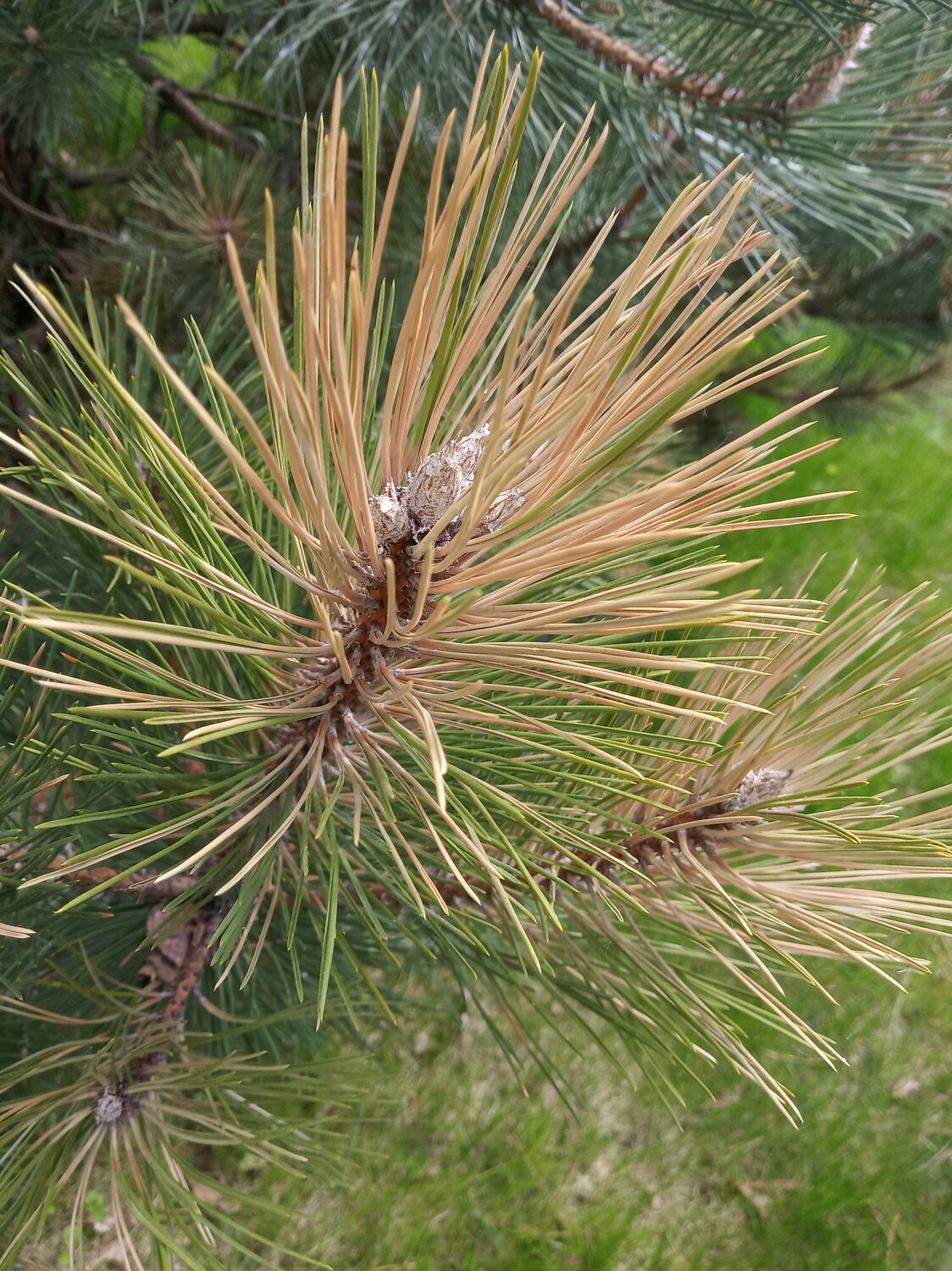 pinus, pinus pallasiana, pinus nigra laricio, pinus pinea, pinus nigra aurea
