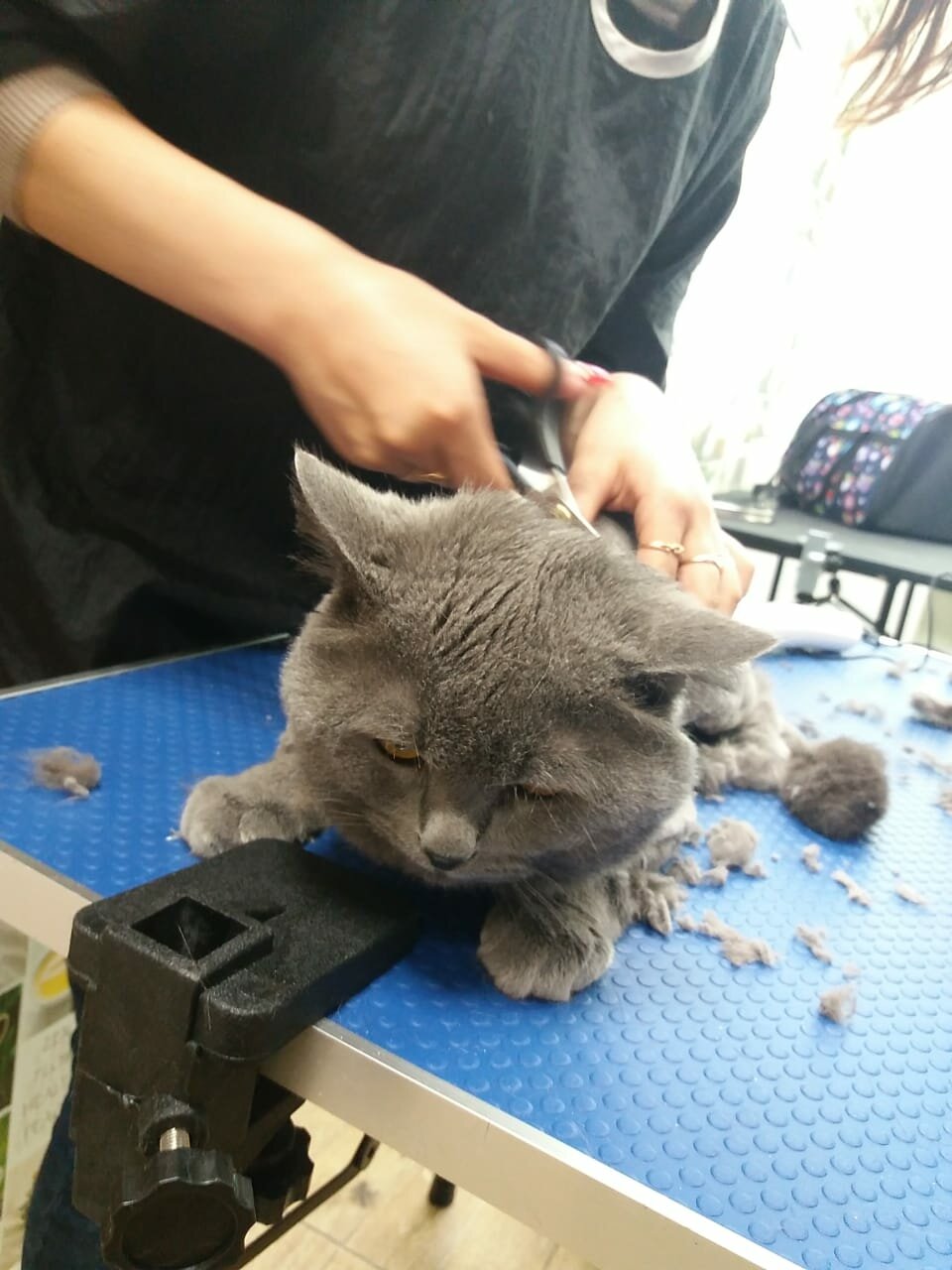 кот, котик, кошечка, кошек, котэ