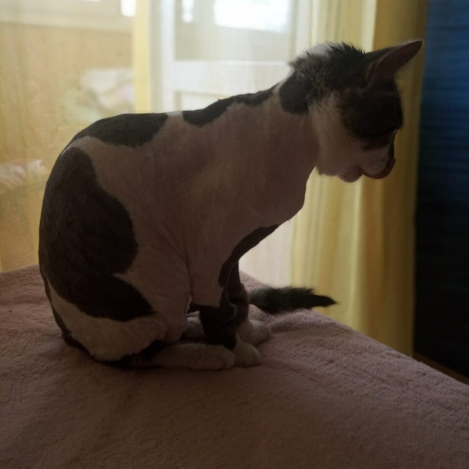 сфинкс, кошка, животное, кот, котик