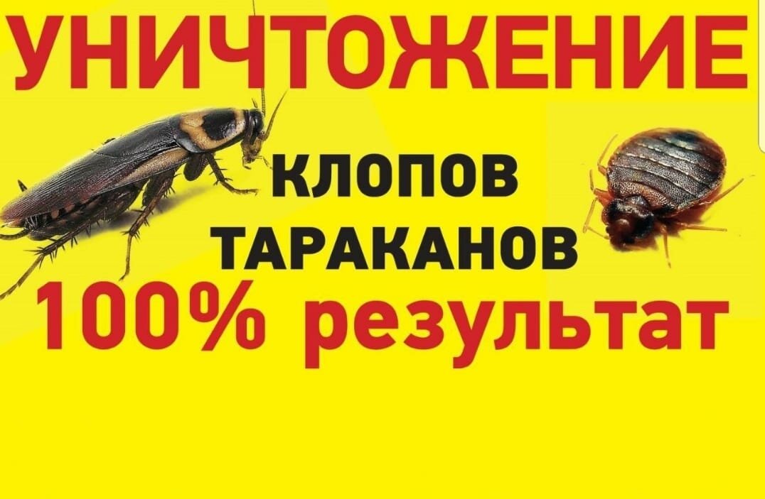 уничтожение клопов и тараканов, уничтожение насекомых реклама, уничтожение тараканов объявление, уничтожение клопов желтый, уничтожение клопов тольятти