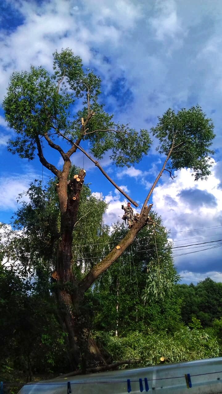 природа, frasin copac дерево, дерев, tree, аварийное дерево