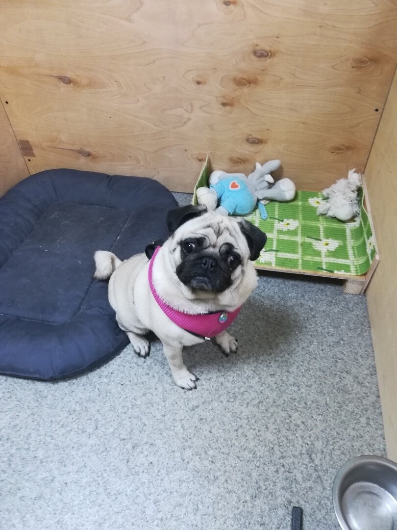 мопс, кхъ мопс, pug мопс, голодный мопс, мопсик