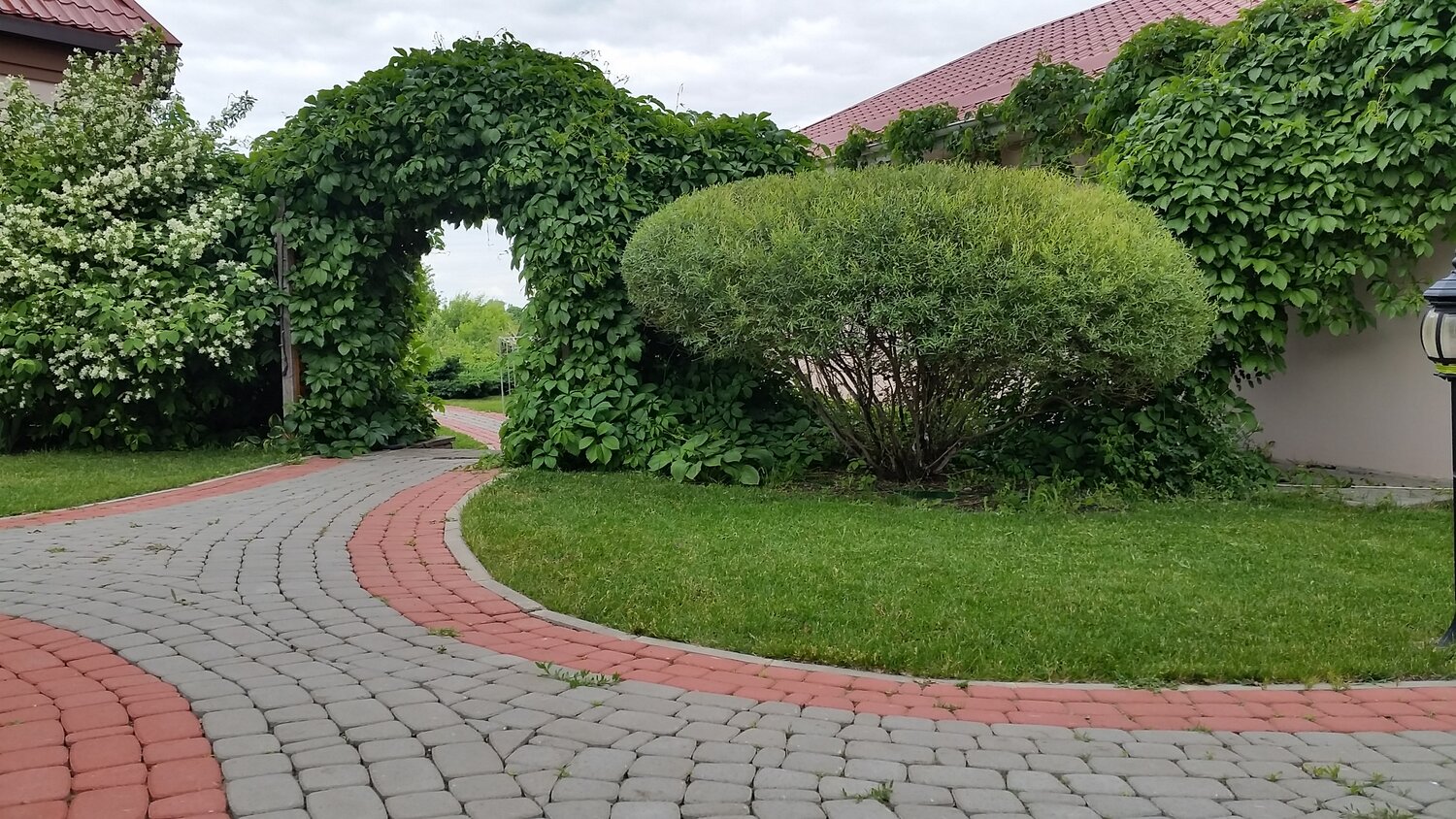 ива ломкая шаровидная, ива шаровидная кустарник, ландшафтный дизайн, сад, ива шаровидная нана