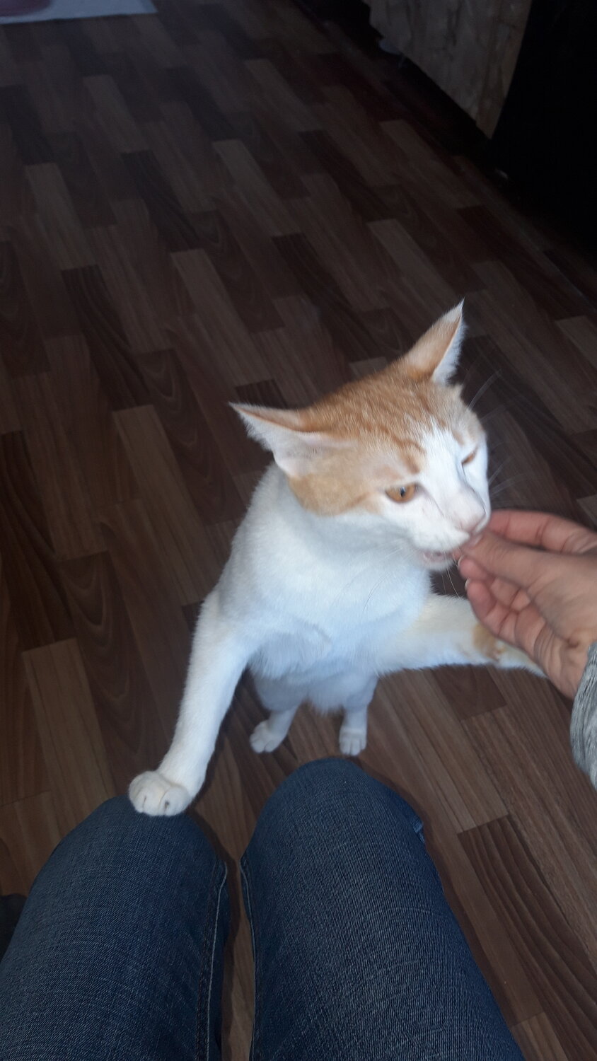 кошка, кот, котики, ласковый котик, домашние животные