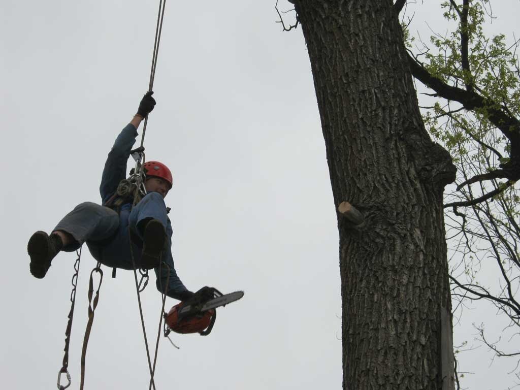 арбористика, арбористика подъем на дерево, арбористика tree climbing, арборист промальп, арборист
