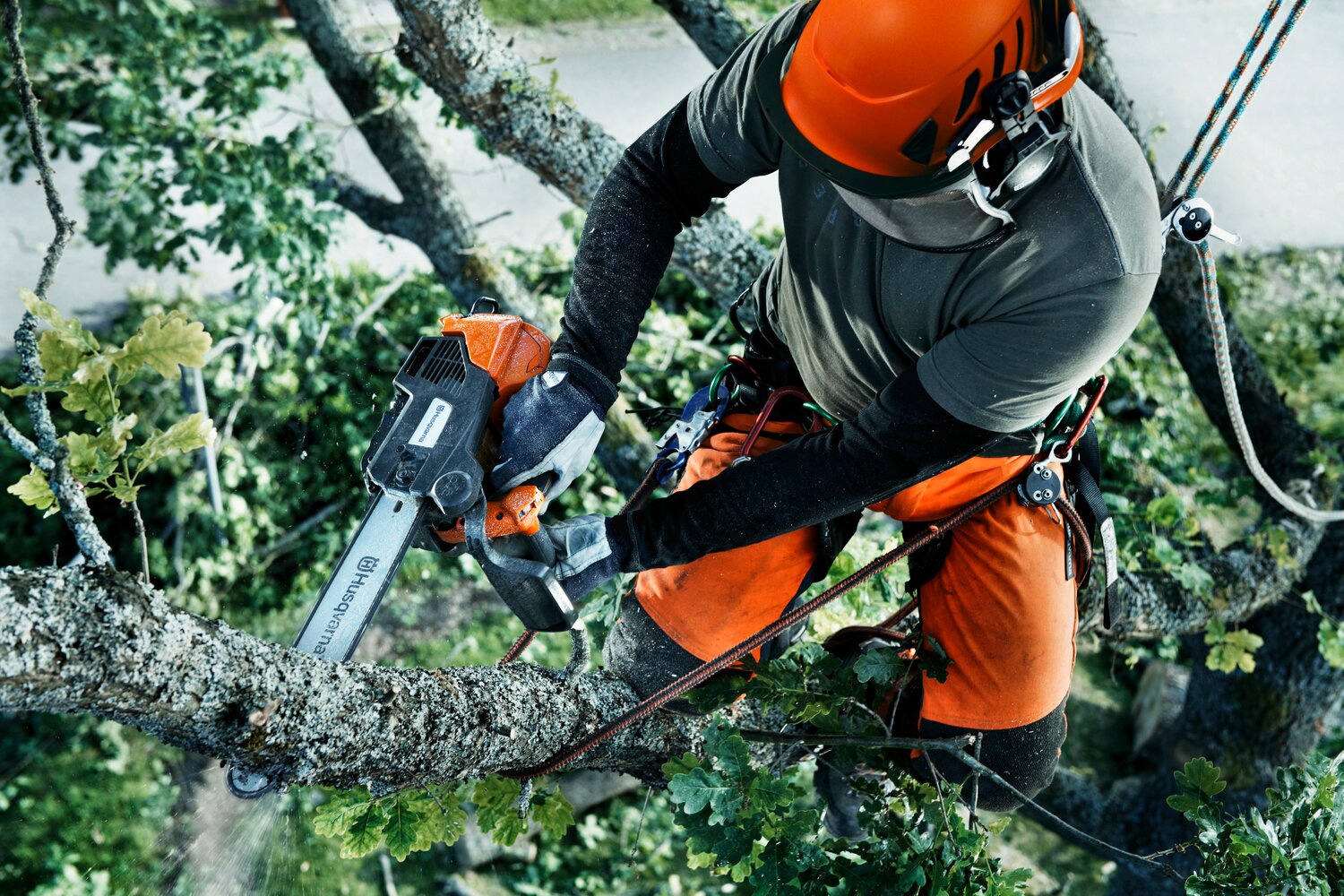 валка леса бензопилой хускварна, арборист хускварна, husqvarna t 540 xp ii, бензопила husqvarna t540xp ii, чемпион вальщиков хускварна