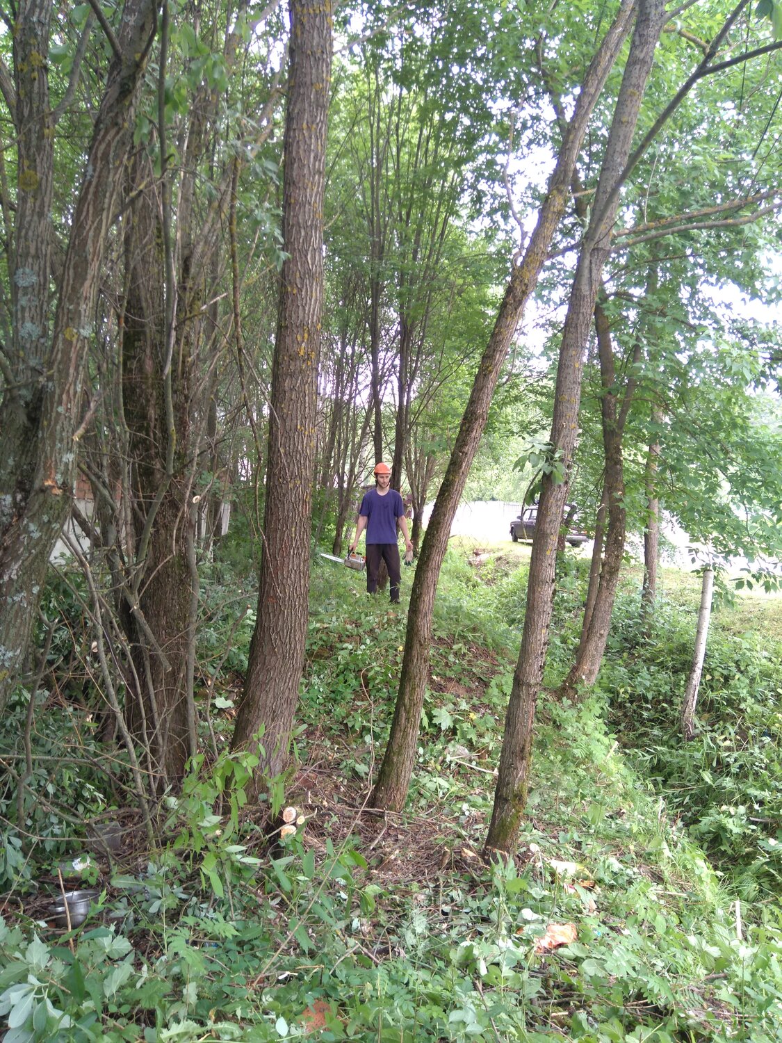 природа, смешанный лес, лес, forest, растения