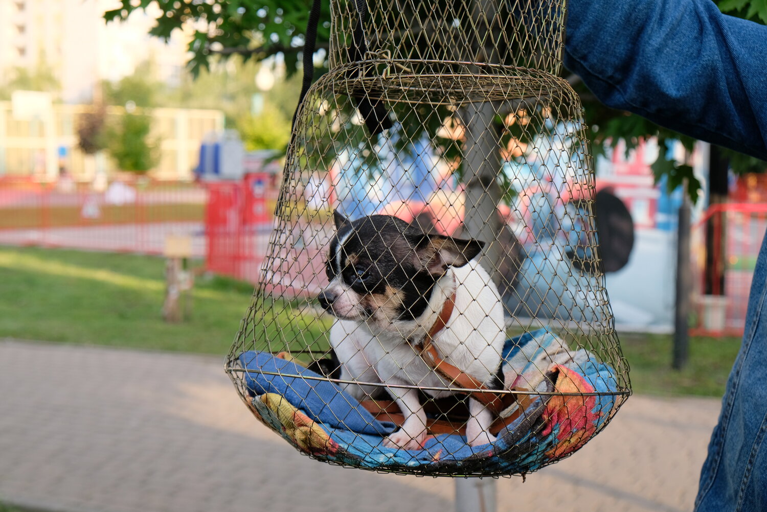 животное, клетка для животных, домашние питомцы, девушка в клетке для собак, бездомные животные