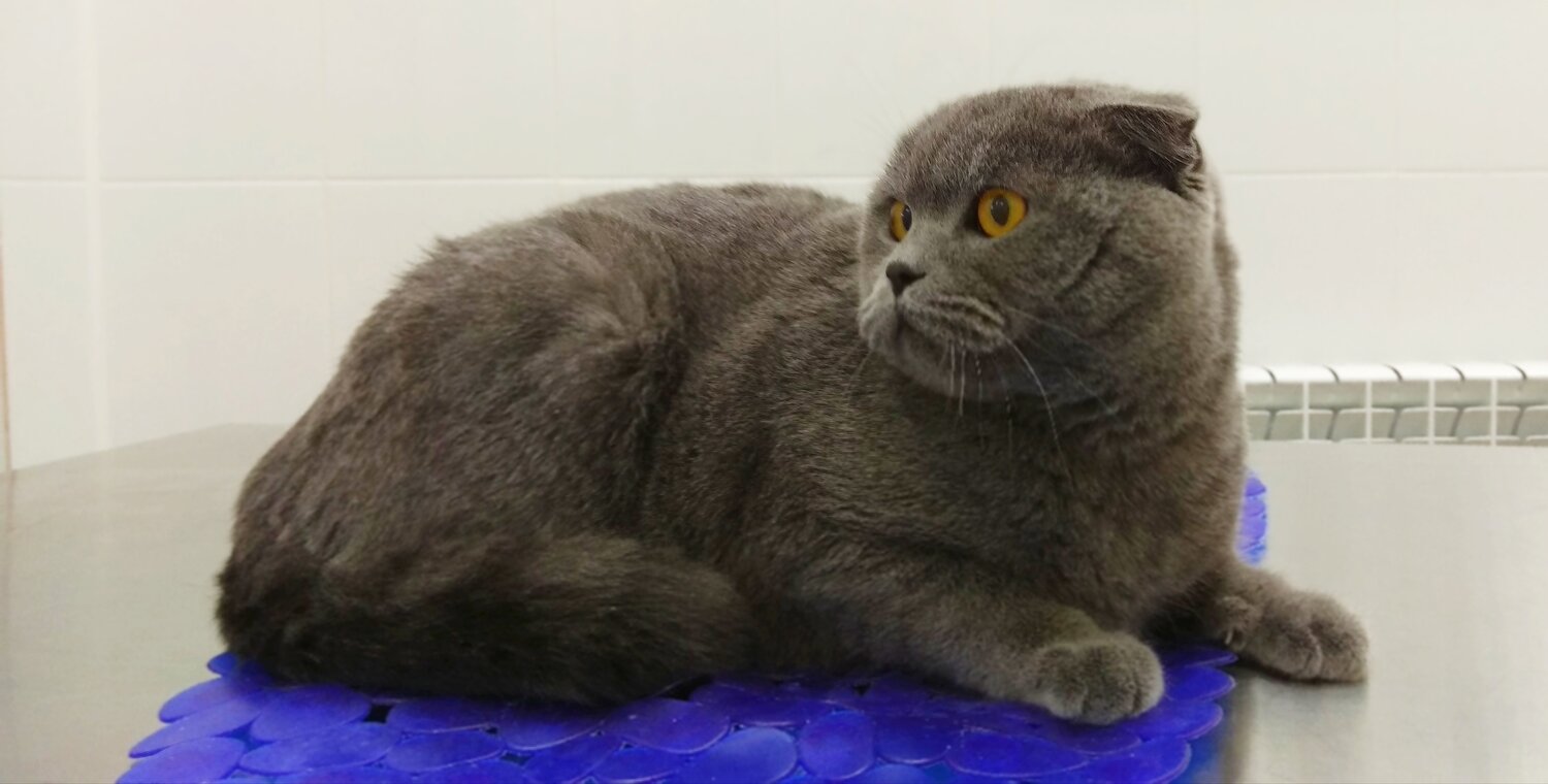шотландская вислоухая кошка, шотландский вислоухий скоттиш rodoslovnaya, шотландская вислоухая кошка голубая, плюшевый шотландский скоттиш фолд, шотландская вислоухая голубая