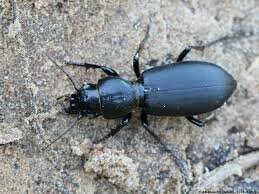 жук жужелица обыкновенная, жужелица головастая broscus cephalotes, жужелица карабус, венгерская жужелица, жук жужелица