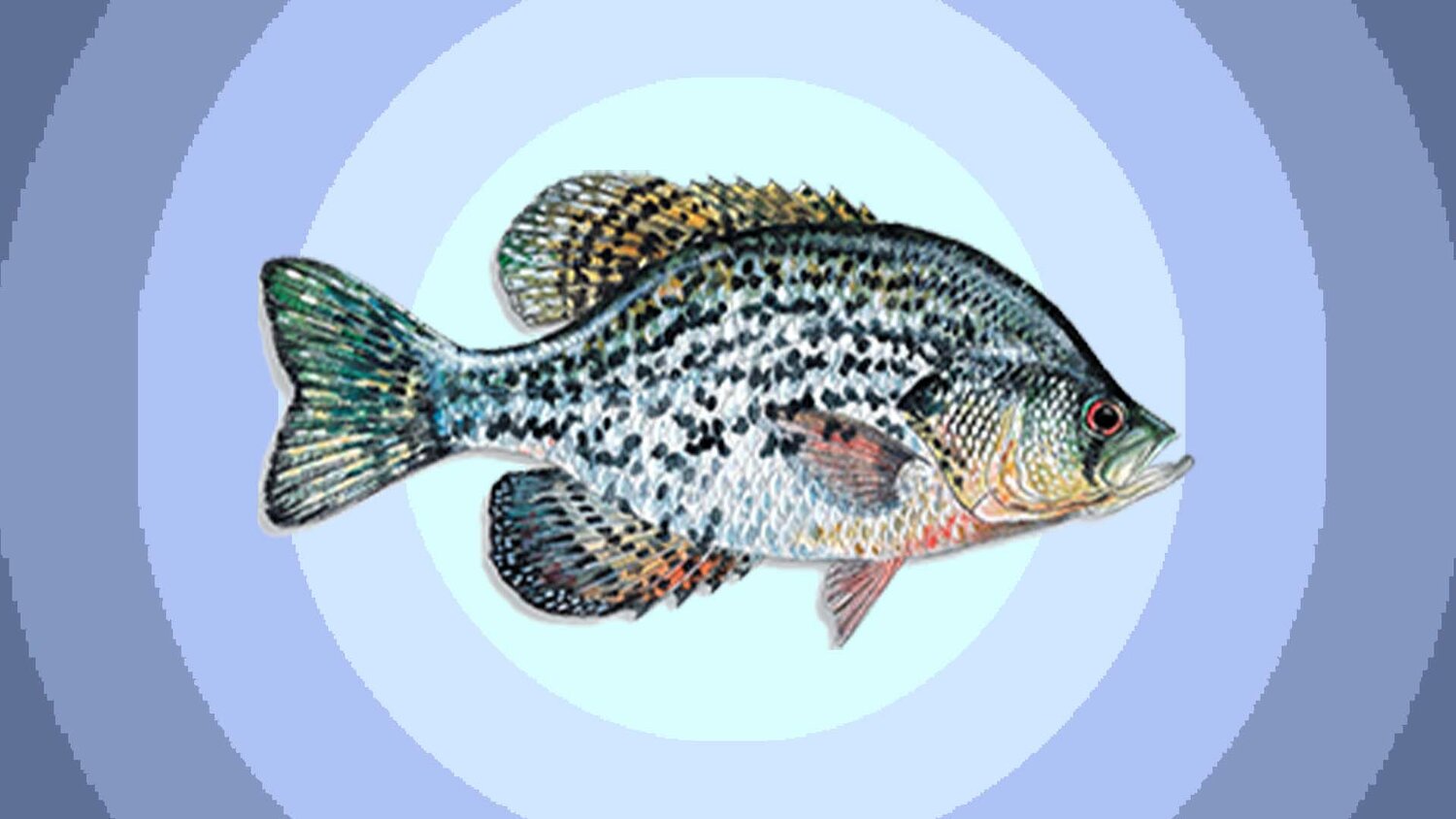чёрный краппи, crappie рыба, рыба, рыба крапии, окунь царек