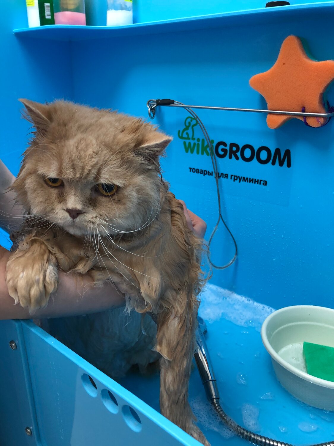кошка, животные кошки, кот, коты, котики