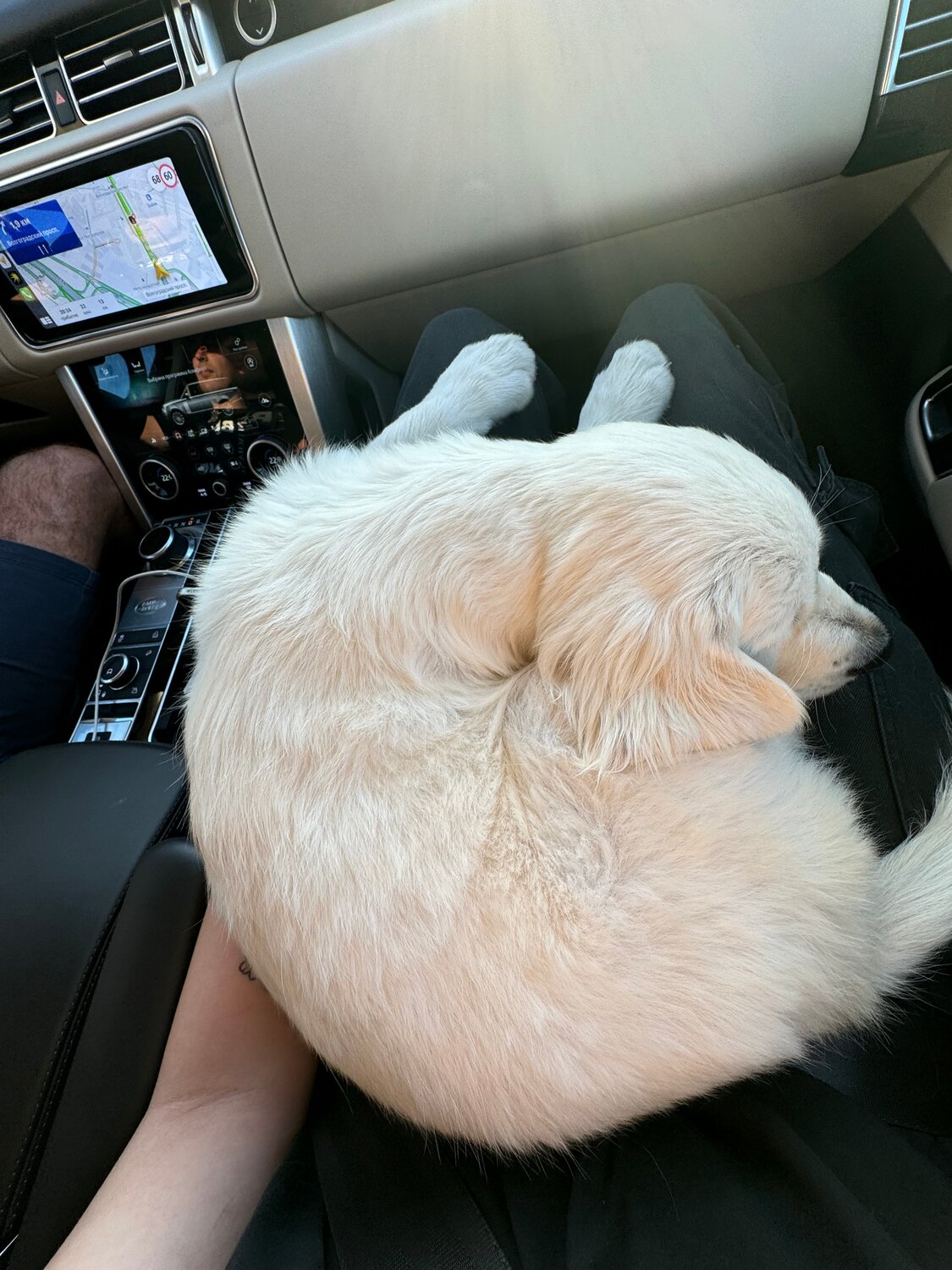 кот, dog, животные, чья собака, собачки
