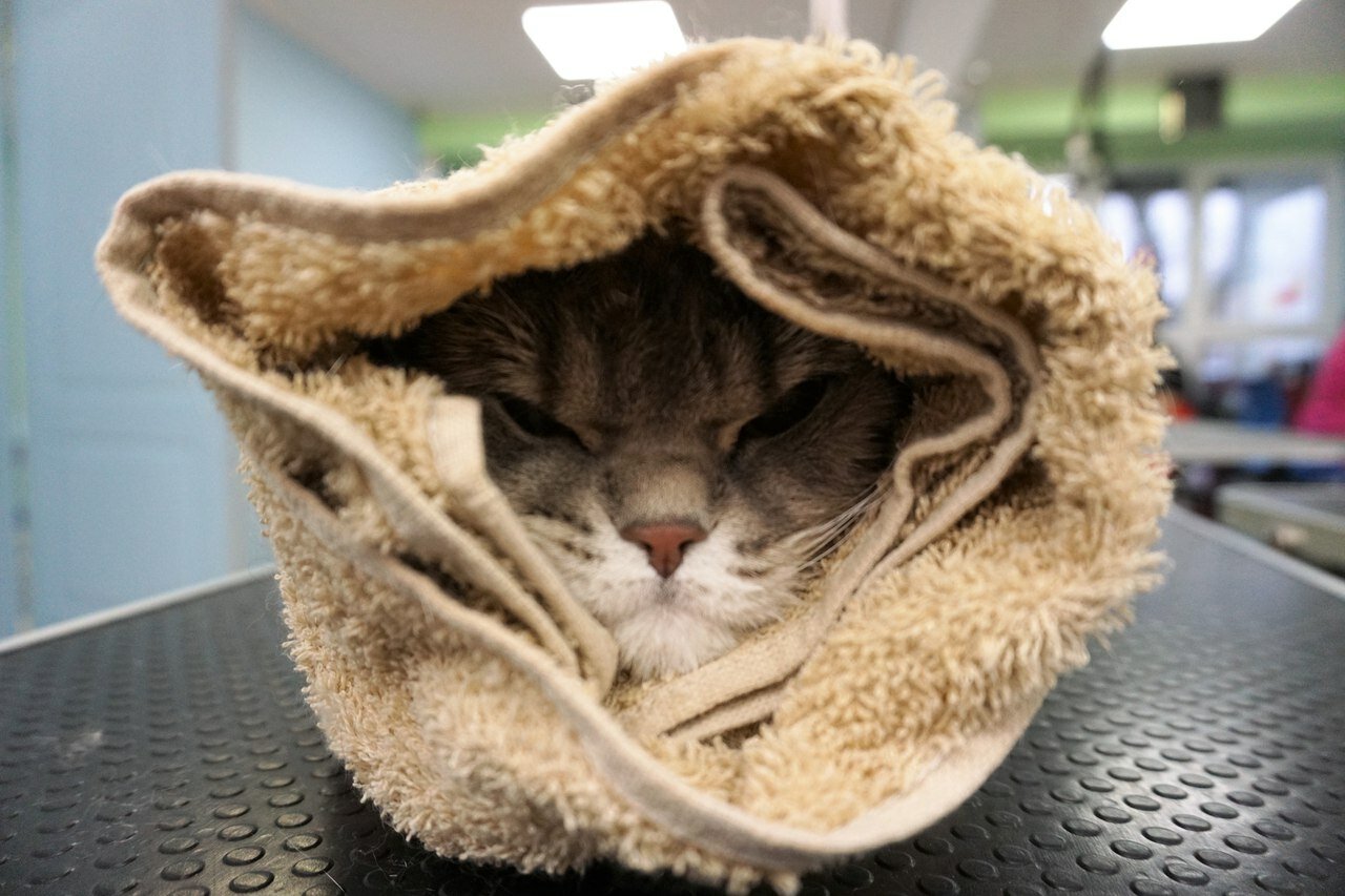 кот, котик, домашние животные, смешные животные, котик в полотенце