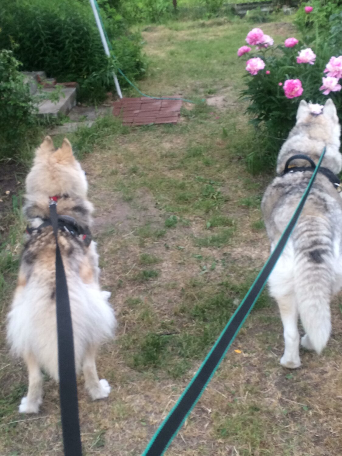 собака, породы собак, собаки в минусинске лайка или овчарка, dog, животное