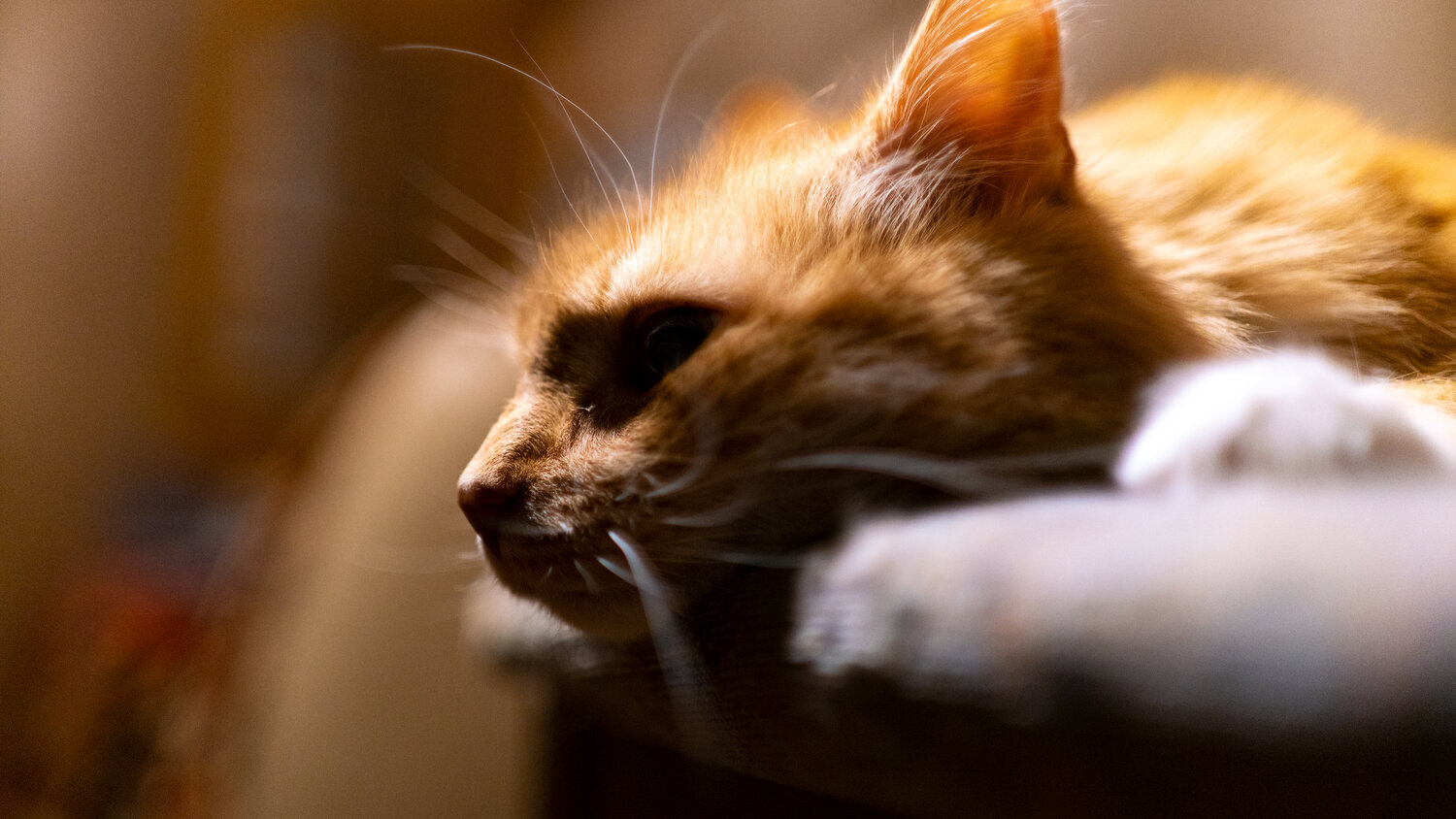 кот, котик, рыжий кот, кошка, кошка рыжая