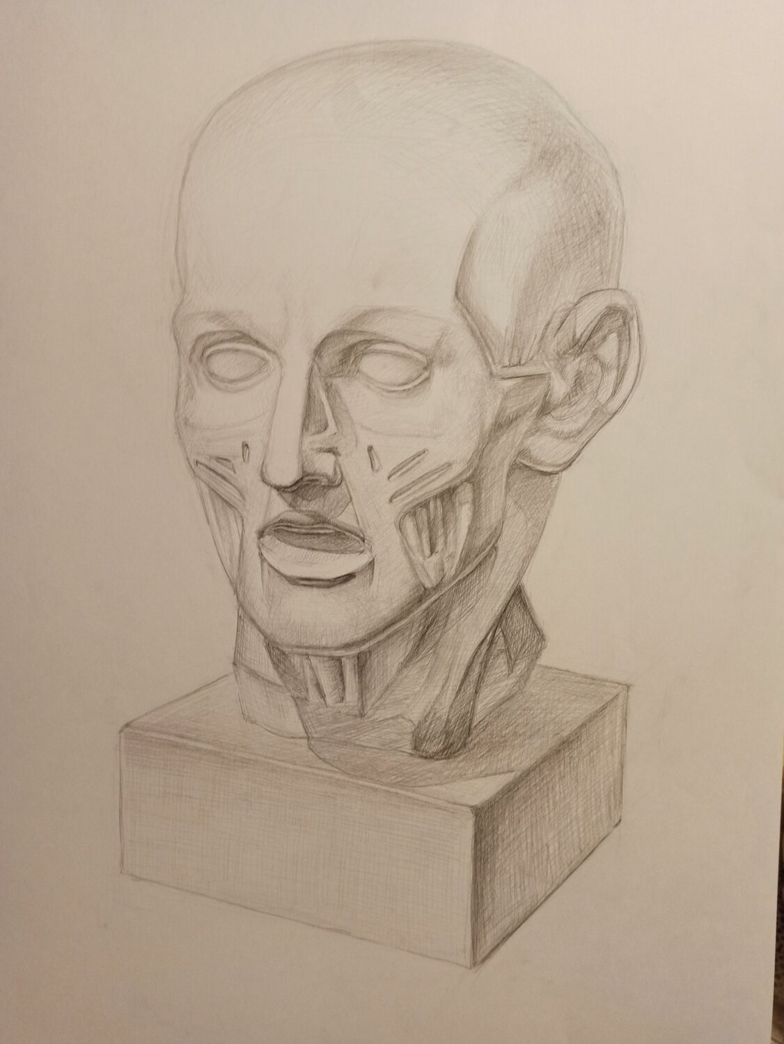 экорше, голова гудона экорше академический рисунок, экорше гудона, экорше гудона голова в профиль, голова экорше академический
