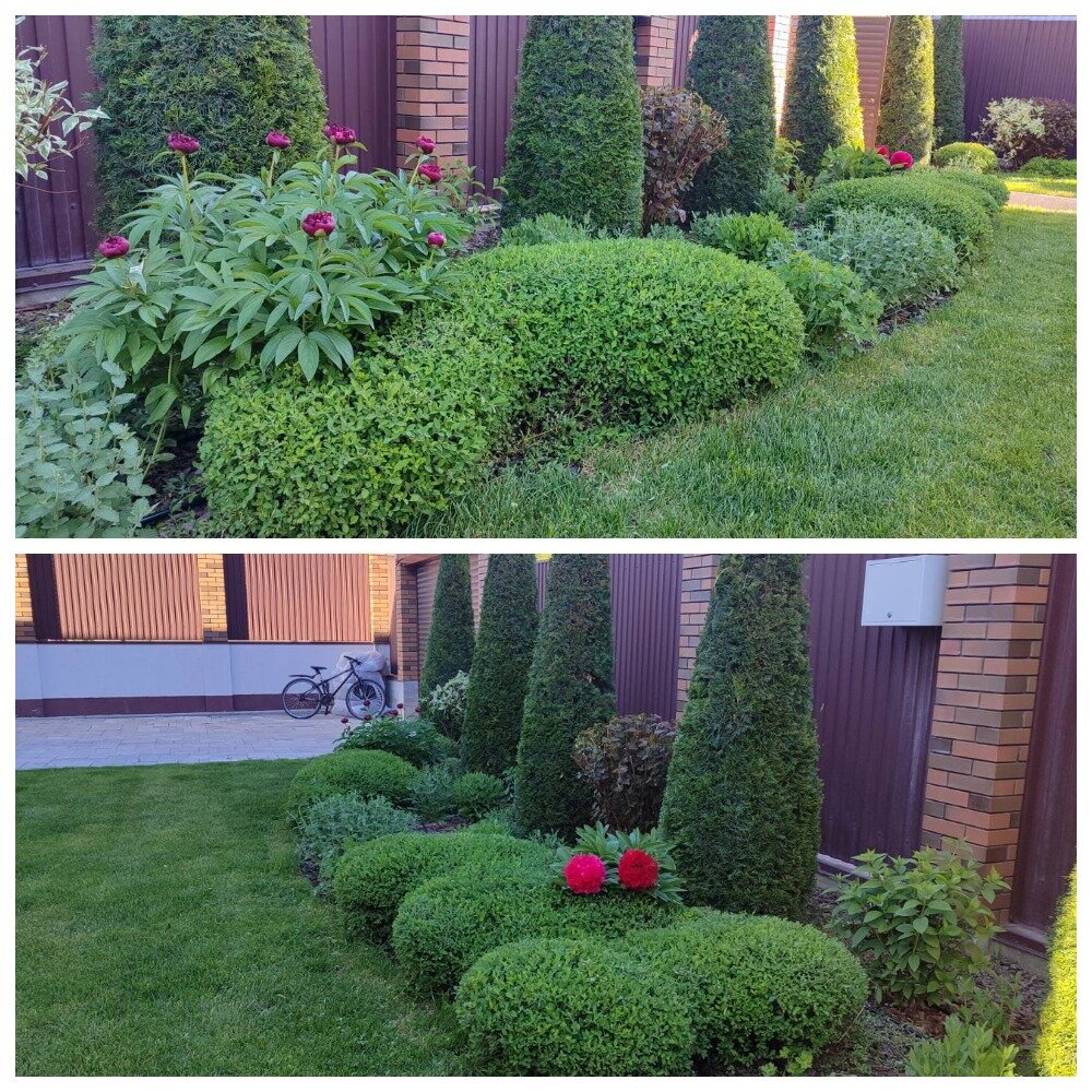 хвойная композиция в саду, туя даника в ландшафтном дизайне, туя даника живая изгородь, растение, туя даника в ландшафтном