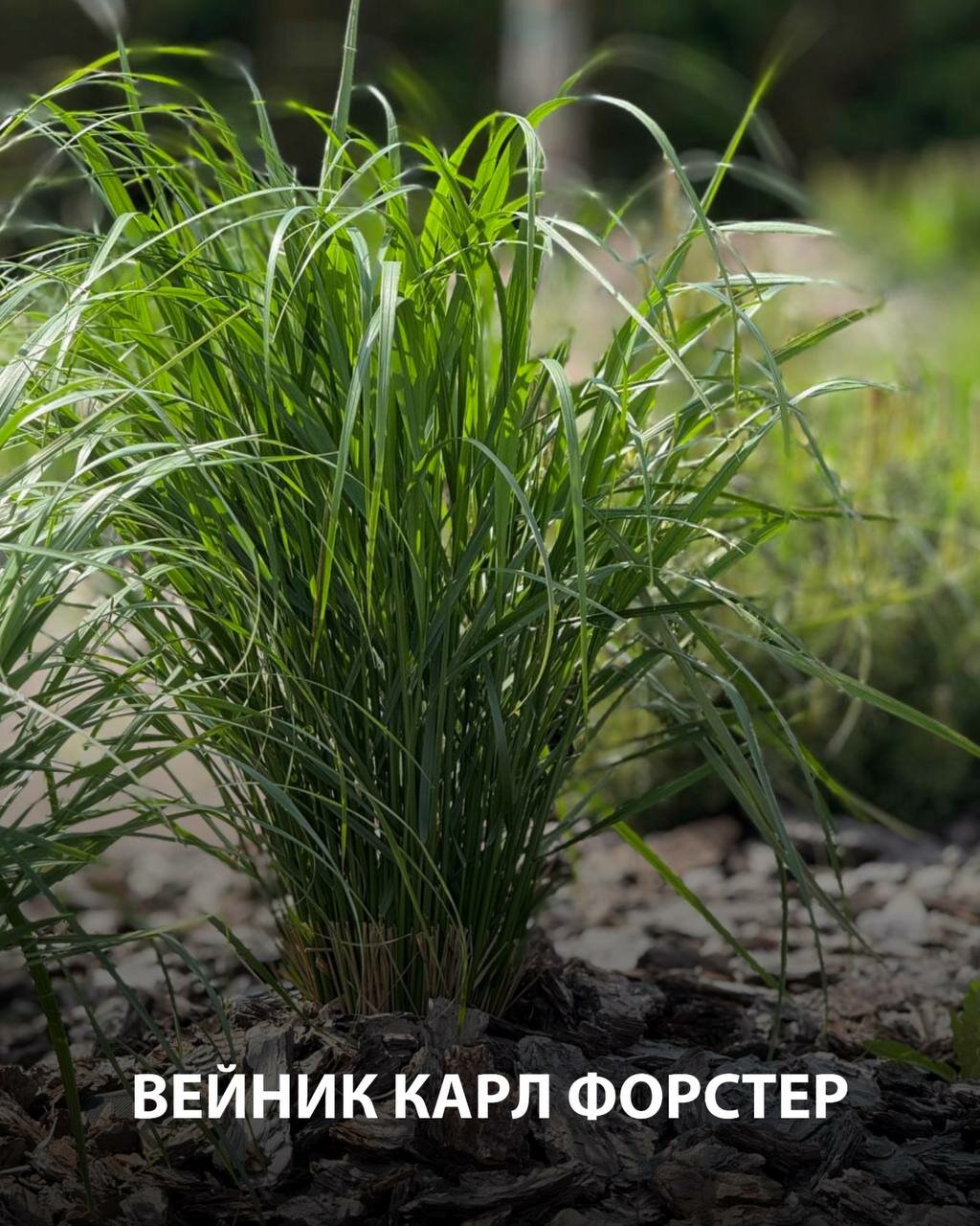 мискантус кляйн сильберспайнн, мискантус зебрина, мискантус зебринус, осока власовидная "феникс грин", мискантус китайский