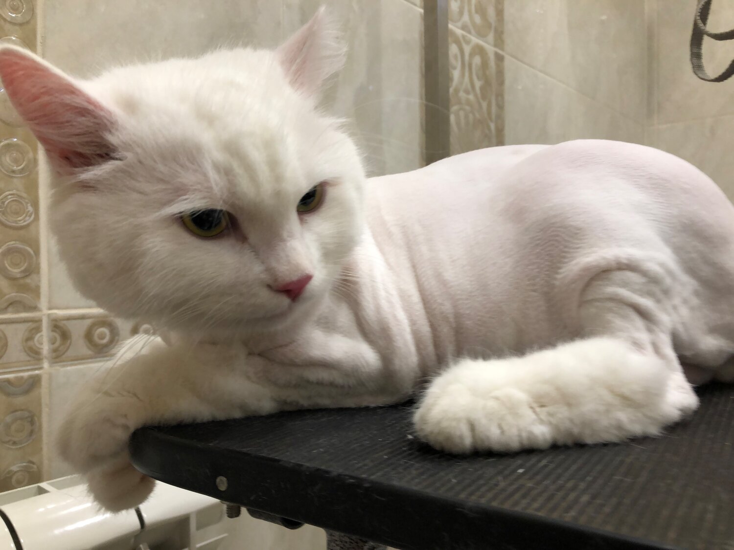 белая кошка, белый кот, кошка, кошечка, кот